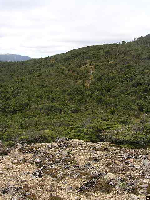 NZ leden-unor 2006 173.jpg